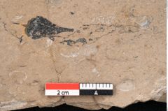 Foto (Detailansicht) von Araucaria sternbergii Goeppert (NHMW-GEO-2024-0188-8274)